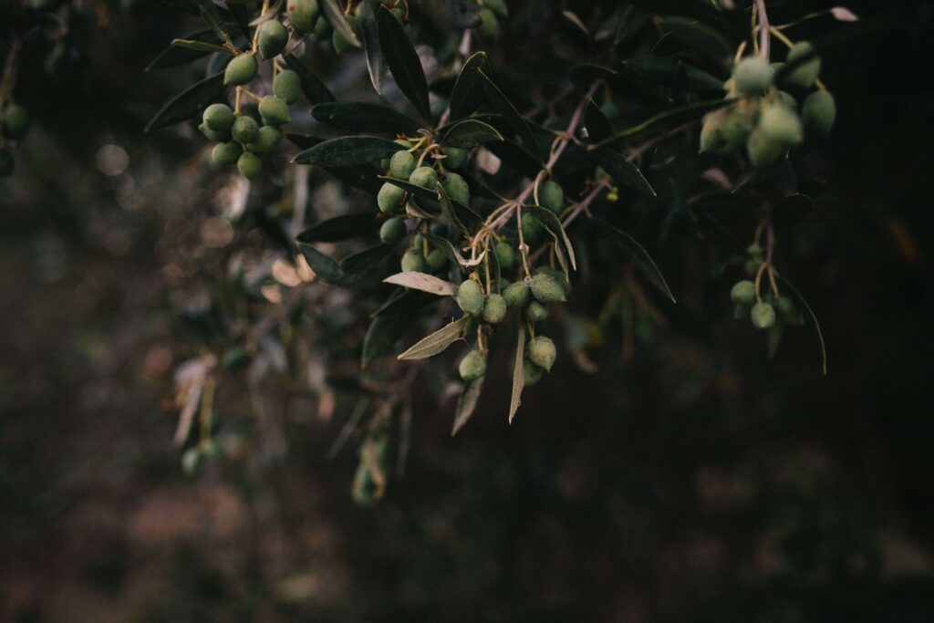 Farmand Olio Ravece Farmand Olio Ravece
